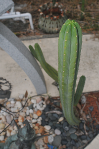 don San Pedro Cactus